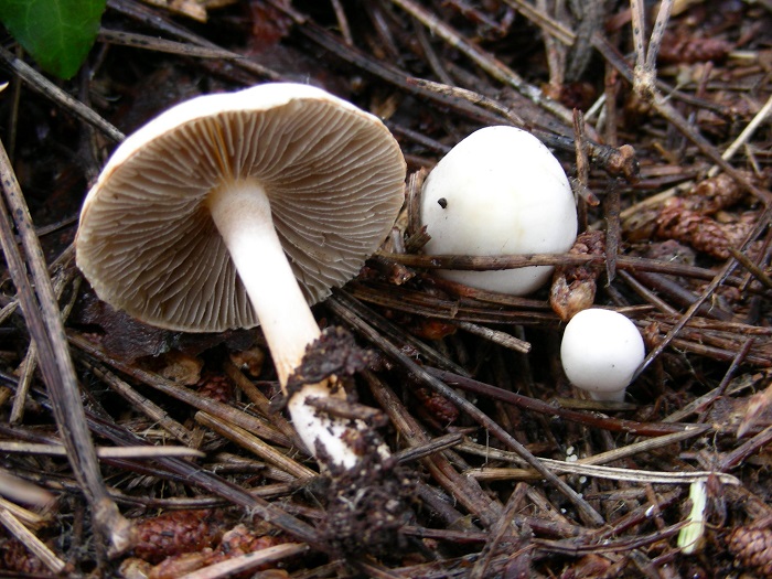 582 Febbraio vecchio ritrovamento